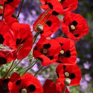 Meet your Posher, Phyllis